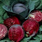 200 Seeds Red Acre Cabbage Non-GMO Fresh Garden