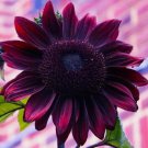 20 Seeds Chocolate Cherry Sunflower Colorful Organic Bonsai Planting 20 Seeds Chocolate Cherry Sunflower Colorful Organic Bonsai Planting