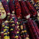 25 Seeds Painted Mountain Corn Organic Vibrant Non Gmo Annual 25 Seeds Painted Mountain Corn Organic Vibrant Non Gmo Annual