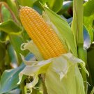 50 Seeds Sweet Golden Bantam Corn Non GMO Fresh Garden Planting