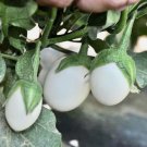 20 Seeds White Egg Plant Non-Gmo Organic Fresh Garden Planting