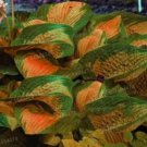 100 Seeds Hosta Plants Whirl Wind in Full Shade Flower Bonsai for Home Garden