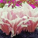 110 Seeds Hosta Pink Plants Big Bonsai Plantain Lily Garden Herbs Flowers