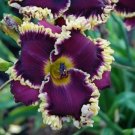 50 Seeds Daylily Hybrid Flowers Non GMO 50 Seeds Daylily Hybrid Flowers Non GMO