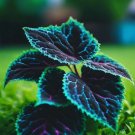 25 Seeds Heirloom Solenostemon Coleus Color Flower Plant
