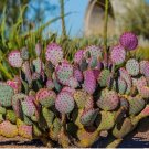 50 Seeds Purple Prickly Pear Cactus 50 Seeds Purple Prickly Pear Cactus