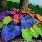 100 Seeds Rainbow Hosta Seeds Flower Plant Garden