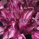 200 Seeds Hosta Redish Purple and Light Pink Stripes Flower Plant Garden 200 Seeds Hosta Redish Purple and Light Pink Stripes Flower Plant Garden