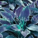 100 Seeeds Hosta Grayish White Blue Green with Purple Flower 100 Seeeds Hosta Grayish White Blue Green with Purple Flower