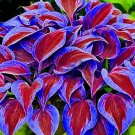 150 Seeds Stunning Hosta Deep Red and Blue-Green Foliage Flower