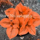 100 Seeds Beautiful Hosta Orange Perennials Lily Flower Shade