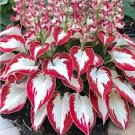 150 Seeds Hosta Seeds White Leaves with Thick Red Edges