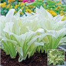 100 Seeds hosta bonsai flower perennial herb a kind of Coleus seeds 100 Seeds hosta bonsai flower perennial herb a kind of Coleus seeds