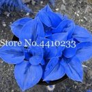 100 Seeds Hosta Perennials Jardin Lily Flower Shade Flores Herb Plants 100 Seeds Hosta Perennials Jardin Lily Flower Shade Flores Herb Plants