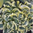 150 Seeds Hosta Variegated Foliage Plant with White Yellow & Green Striped
