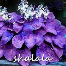 200 Seeds Hosta Purple Round Leaves Flower Plant Garden 200 Seeds Hosta Purple Round Leaves Flower Plant Garden