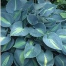100 Seeds Hosta Touch of Class Blue Yellow Green Mixed