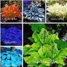 200 Seeds Hosta Fragrant Plantain Lily Bonsai Perennial Pot Plants Mixed