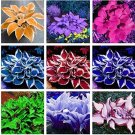 150 Pcs Beautiful Hosta Bonsai Flower Grass Bonsai Ornamental Garden Plants Mix 150 Pcs Beautiful Hosta Bonsai Flower Grass Bonsai Ornamental Garden Plants Mix