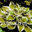 200 Seeds Hosta Light Army Green With Greyish White Edge 200 Seeds Hosta Light Army Green With Greyish White Edge