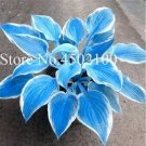 Big 200 Seeds Colorful Hosta Flores Bonsai Indoor Flower Plant Big 200 Seeds Colorful Hosta Flores Bonsai Indoor Flower Plant