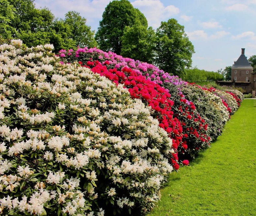 50 Mixed Hybrids RHODODENDRON spp Mixed Colors Flower Sun Shade Bush