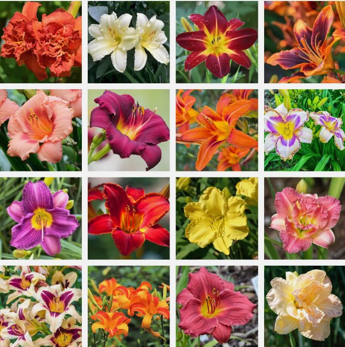 10 Mixed Colors Daylily Hemerocallis Day Lily Fine Mix Red Purple Flower