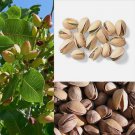 5 Seeds Pistachio Nut Tree Pistacia Vera Fruit Red Flowers
