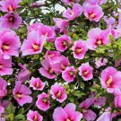 25 Seeds Dark Pink Rose Of Sharon Hibiscus Syriacus Flower Tree 25 Seeds Dark Pink Rose Of Sharon Hibiscus Syriacus Flower Tree