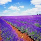 1200 Seeds LAVENDER VERA SPRING MOSQUITO INSECT REPELLENT PERENNIAL NON-GMO