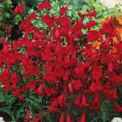 200 Seeds Penstemon EATON'S Red Hummingbird Perennial Beardtongue Non-GMO 200 Seeds Penstemon EATON'S Red Hummingbird Perennial Beardtongue Non-GMO