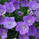 200 FRESH SEEDS TUSSOCK BELLFLOWER CAMPANULA CARPATICA