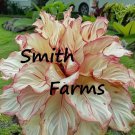 25 Seeds Red Tip Calathea Couture Flower Indoor or Outdoor Beautiful Plant