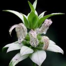 320 Seeds beebalm SPOTTED RARE PERENNIAL white Garden