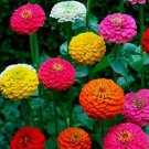 100 Seeds Zinnia California Giant Mix Flower COLORFUL BLOOMS 100 Seeds Zinnia California Giant Mix Flower COLORFUL BLOOMS