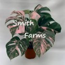 10 Seeds Pink Monstera Flower Beauitful Large Colorful Leaves Plant Garden 10 Seeds Pink Monstera Flower Beauitful Large Colorful Leaves Plant Garden
