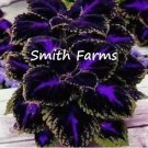 25 Seeds Black Purple Coleus Flowers Easy to Grow Plant Garden 25 Seeds Black Purple Coleus Flowers Easy to Grow Plant Garden