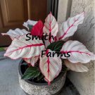25 Seeds Caladium Fiesta Plant Flowers White Red Pink 25 Seeds Caladium Fiesta Plant Flowers White Red Pink