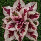 25 Seeds Crimson Red Calathea Couture Flower WOW Beautiful Plant Garden