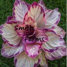 25 Seeds Lavender Tip Calathea Couture Flower Beautiful Purple White Leaves