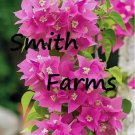 25 Seeds Pink Bougainvillea Flowers Bougainvillea spectabilis 25 Seeds Pink Bougainvillea Flowers Bougainvillea spectabilis