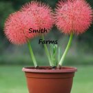 25 Seeds Red Scadoxus Flower Blood Lily Beautiful Colorful Blooms