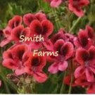 25 Seeds Red Martha Washington Germanium Flowers Lots of Blooms Garden 25 Seeds Red Martha Washington Germanium Flowers Lots of Blooms Garden