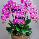 50 Seeds Pink Phalaenopsis Orchid Flowers Plant