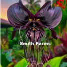 50 Seeds Black Bat Orchid Flowers 50 Seeds Black Bat Orchid Flowers