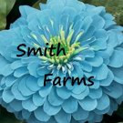 50 Seeds Zinnia Flowers Light Blue Color Garden Plants
