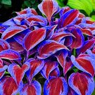 150 Seeds Stunning Hosta Seeds Deep Red and Blue-Green Foliage 150 Seeds Stunning Hosta Seeds Deep Red and Blue-Green Foliage