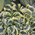 150 Hosta Seeds Variegated Foliage Plant with White Yellow & Green Striped 150 Hosta Seeds Variegated Foliage Plant with White Yellow & Green Striped