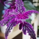 25 Seeds Purple Passion Gynura Flowers Garden Planting Velvet
