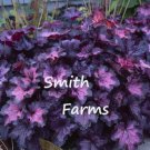 25 Seeds Dolce Wildberry Heuchera Flowers Coral Bells Purple Plant
